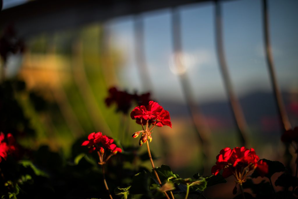 Hotel Uzunski – red geraniums on the balcony